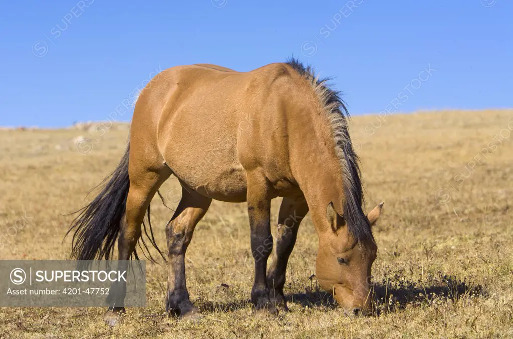 Mustang (Equus caballus) stallion grazing, Pryor Mountain Wild Horse Range, Montana