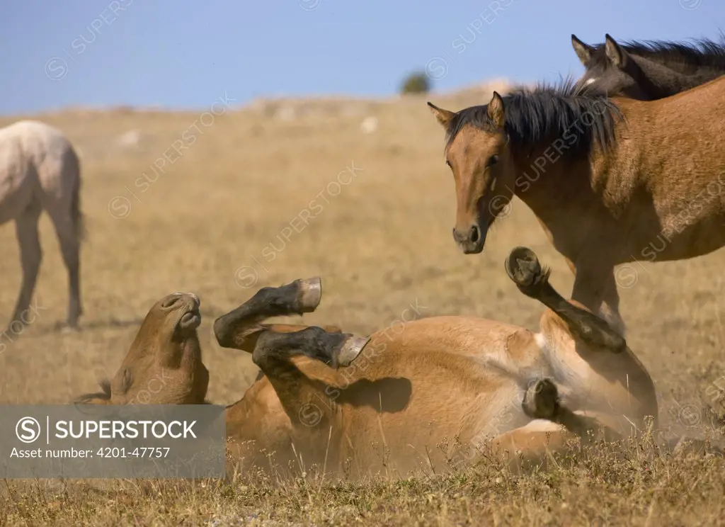Mustang (Equus caballus) rolling in dust, Pryor Mountain Wild Horse Range, Montana