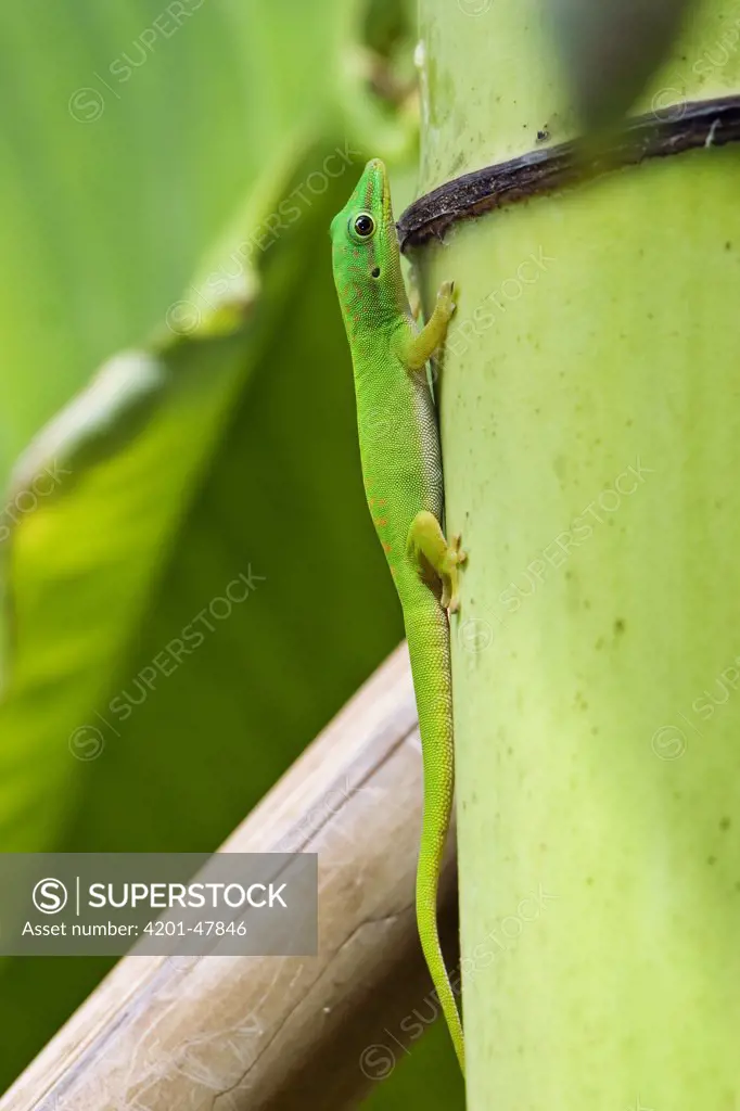 Andaman Day Gecko (Phelsuma andamanensis), India