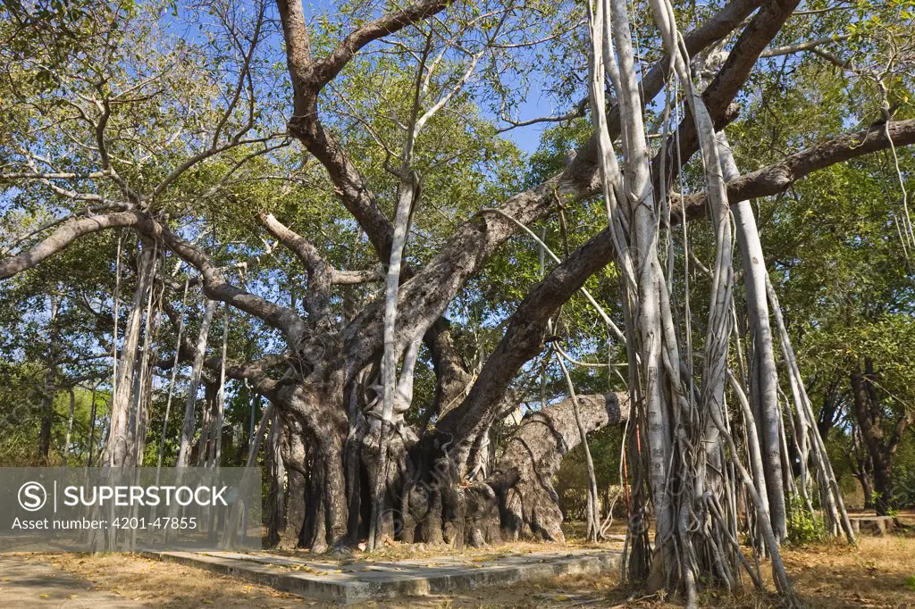 Indian Banyan Tree (Ficus benghalensis), India