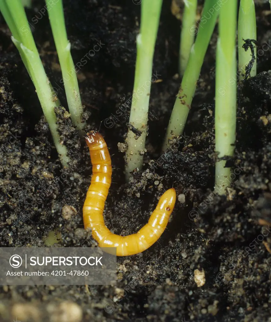 Click Beetle (Agriotes lineatus) larva at the base of barley seedling, a pest species, England