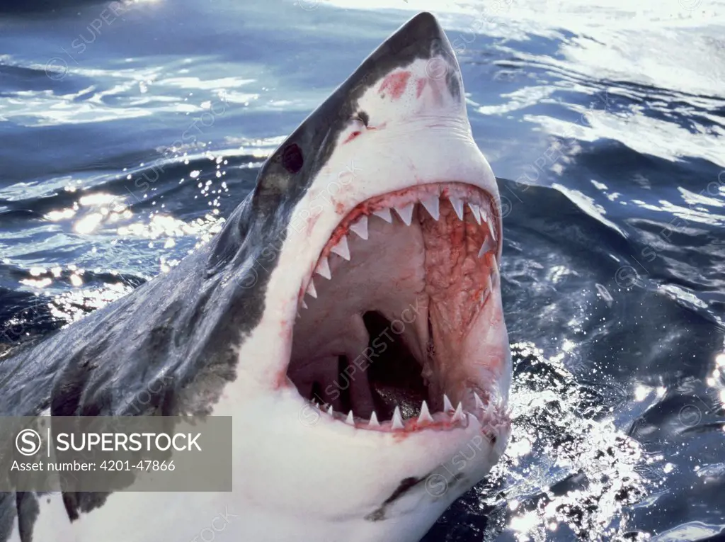 Great White Shark (Carcharodon carcharias) at surface with open mouth, Neptune Islands, Australia, *digitally enhanced*