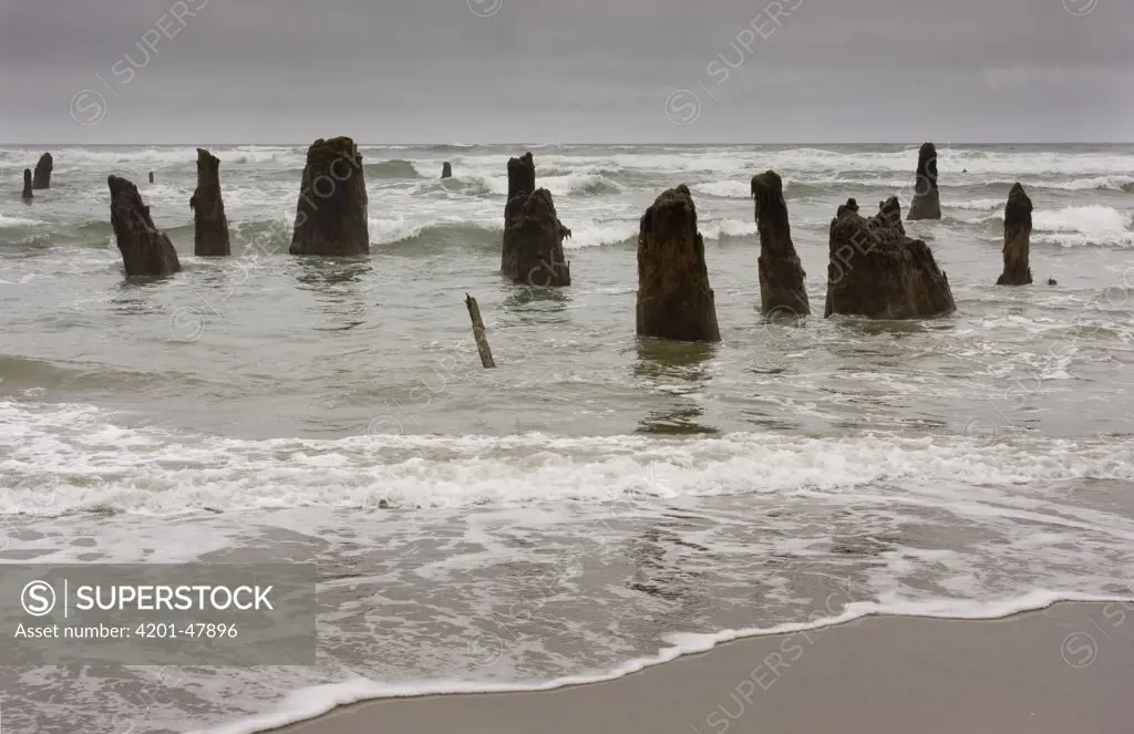 Coastal erosion uncovers 2000 year old tree stumps, called the Ghost Forest near Neskowin, Oregon