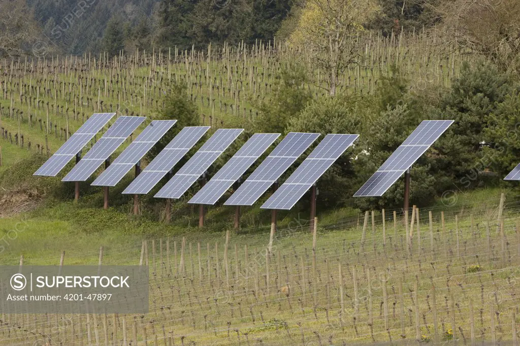 Solar panels providing about thirty percent of winery's power needs, Dundee, Oregon
