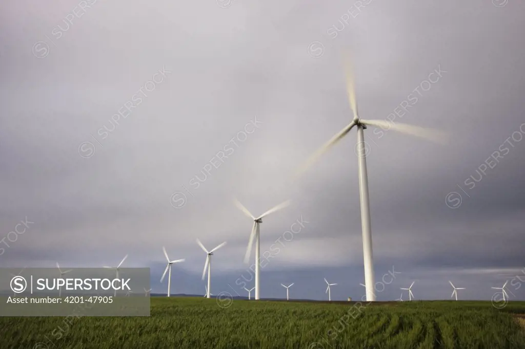 Biglow Wind Farm near the Columbia River, Oregon