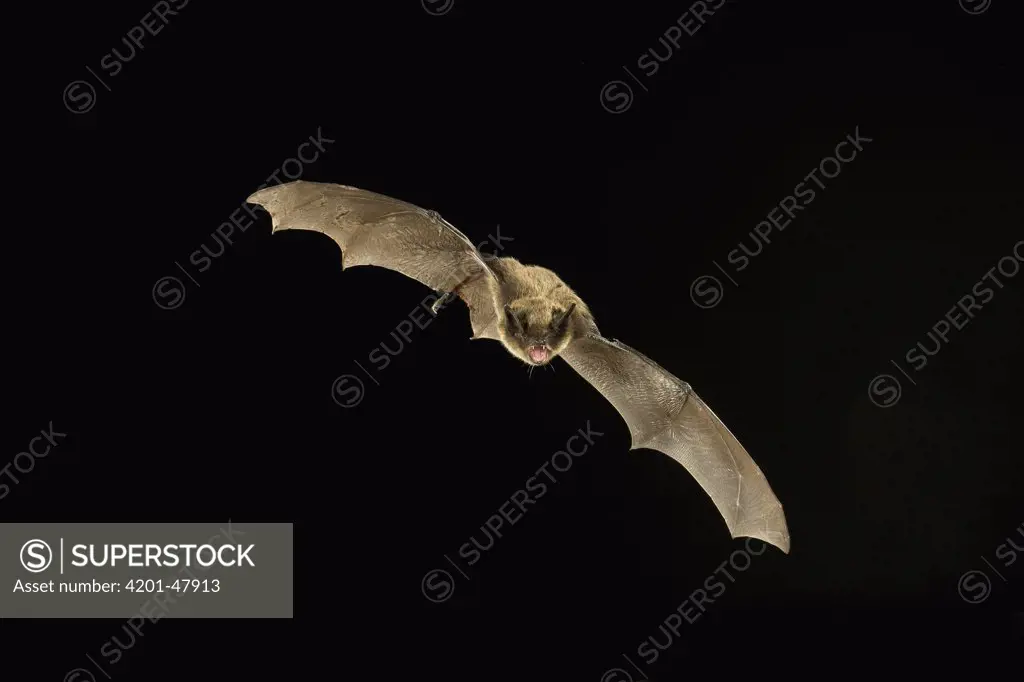 Little Brown Bat (Myotis lucifugus) flying at night, Dutch Henry Falls Preserve, central Washington