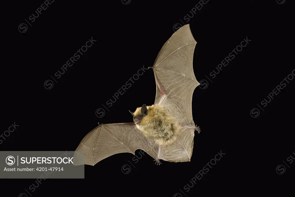 Western Small-footed Myotis (Myotis ciliolabrum) flying at night, Moses Coulee Field Station, central Washington