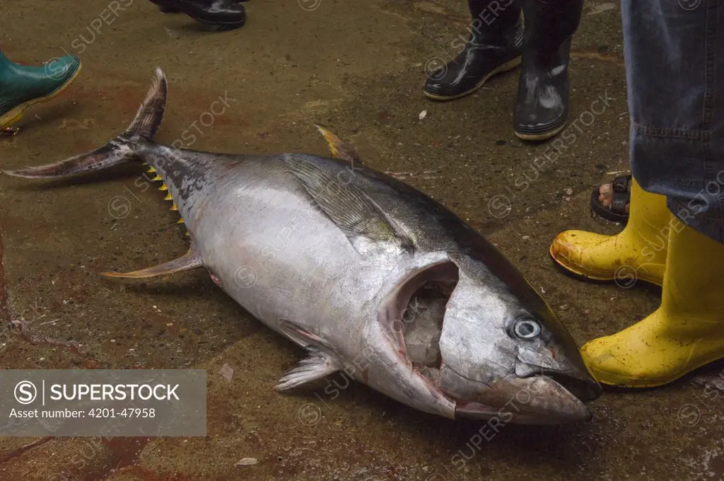 Yellowfin Tuna (Thunnus albacares) in the area's largest fish market for artisanal fishermen, Santa Rosa Fishing Village, Santa Elena Peninsula, Ecuador