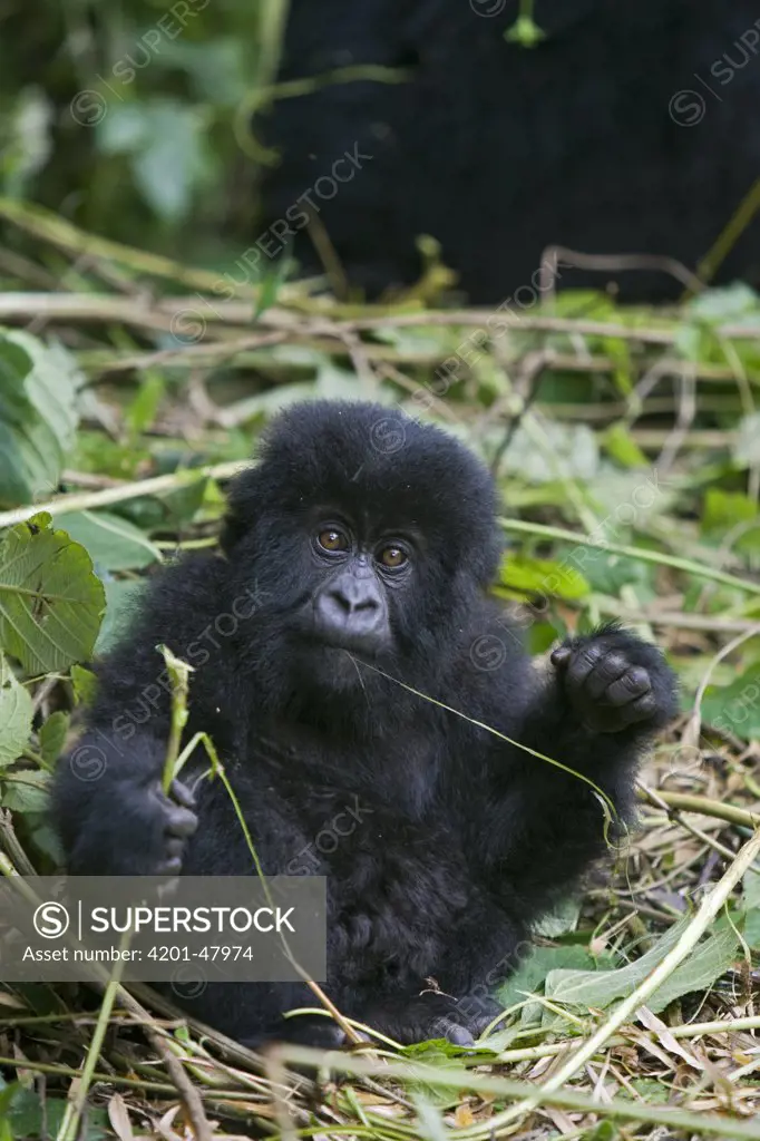 Mountain Gorilla (Gorilla gorilla beringei) baby eating, Parc National des Volcans, Rwanda