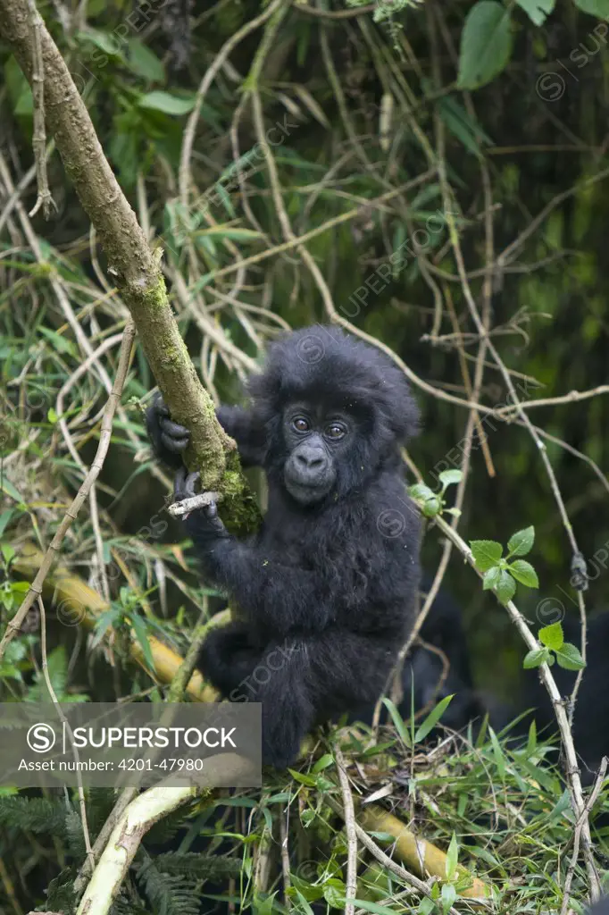 Mountain Gorilla (Gorilla gorilla beringei) baby playing on bamboo pole, Parc National des Volcans, Rwanda