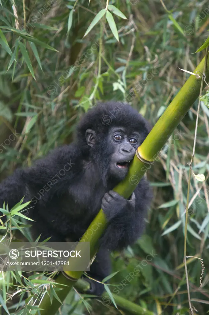 Mountain Gorilla (Gorilla gorilla beringei) baby playing on bamboo pole, Parc National des Volcans, Rwanda