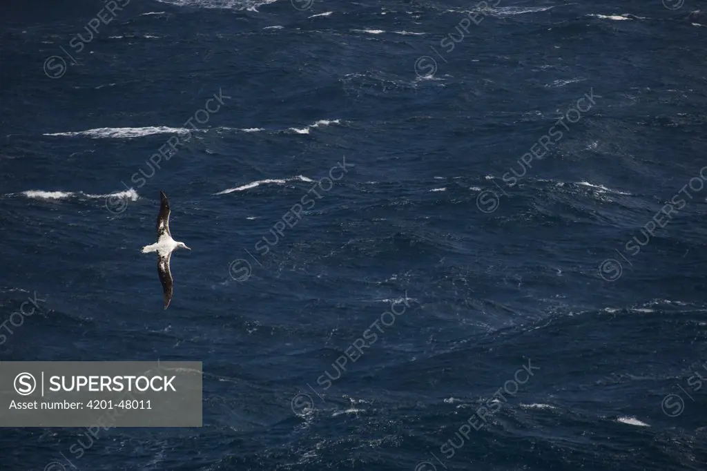 Royal Albatross (Diomedea epomophora) flying on storm tossed sea, New Zealand