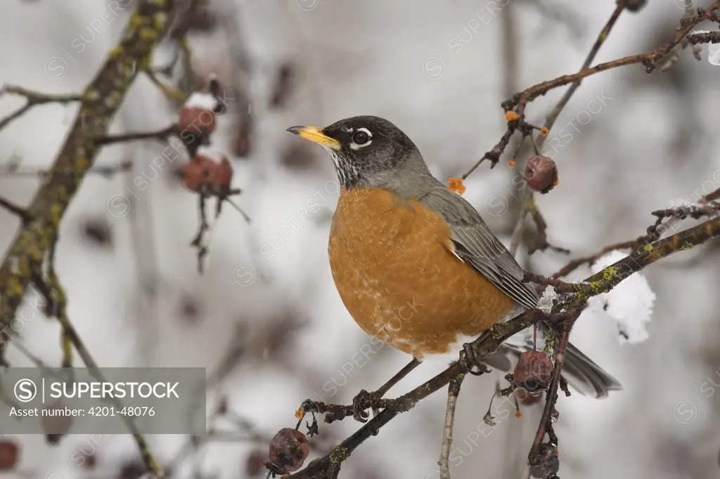 American Robin (Turdus migratorius) male in winter, Troy, Montana