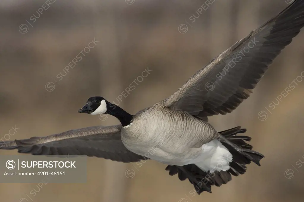 Canada Goose (Branta canadensis) flying, central Montana
