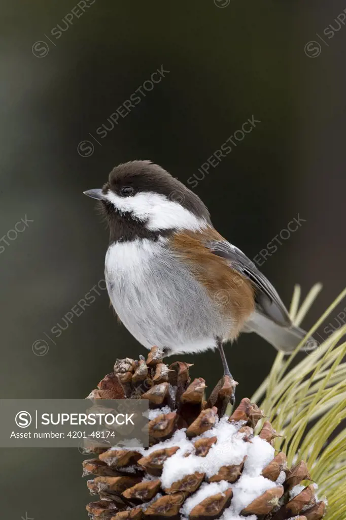 Chestnut-backed Chickadee (Parus rufescens) on pine cone, western Montana