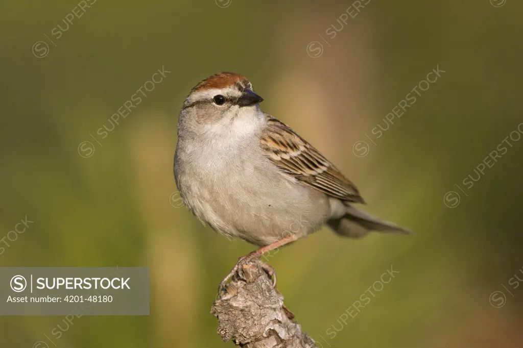 Chipping Sparrow (Spizella passerina), western Montana