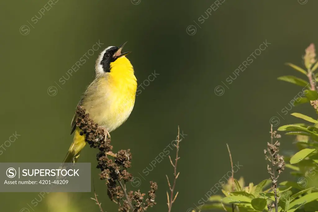 Common Yellowthroat (Geothlypis trichas) male singing, western Montana