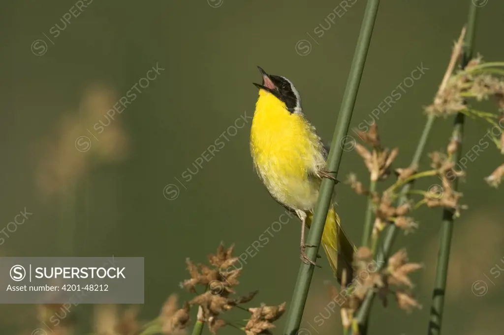 Common Yellowthroat (Geothlypis trichas) male singing on reeds, western Montana