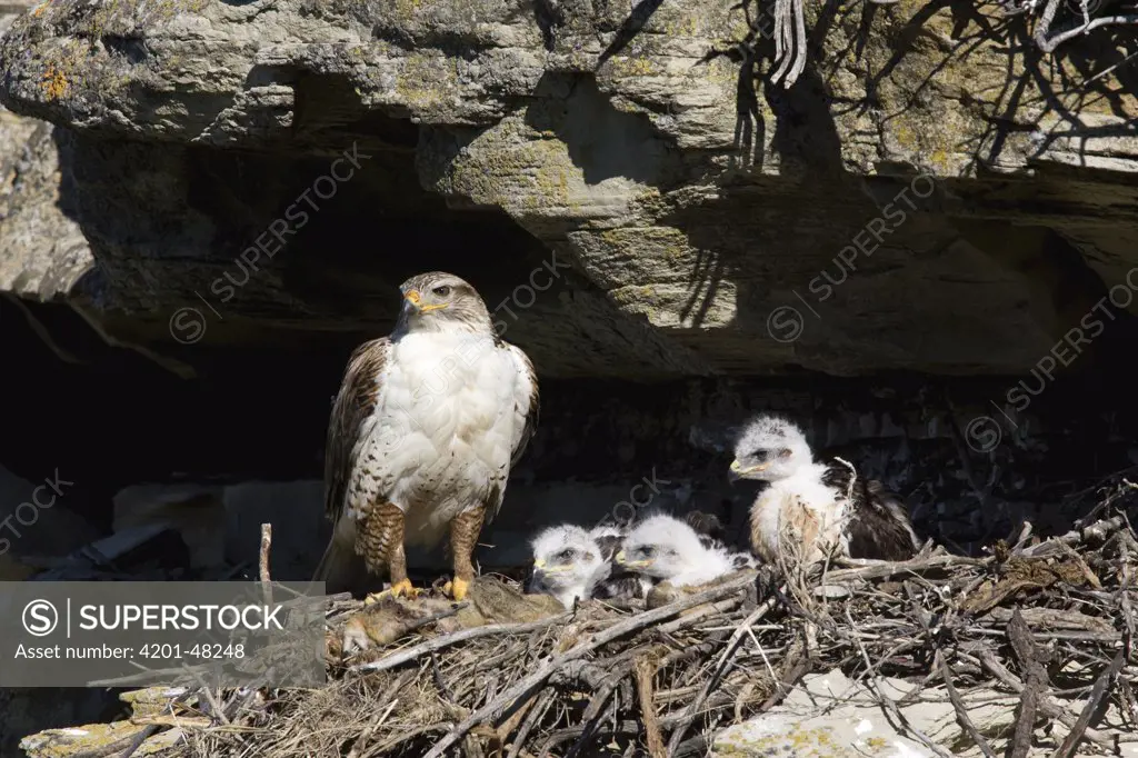 Ferruginous Hawk (Buteo regalis) female with chicks at cliff nest, eastern Montana