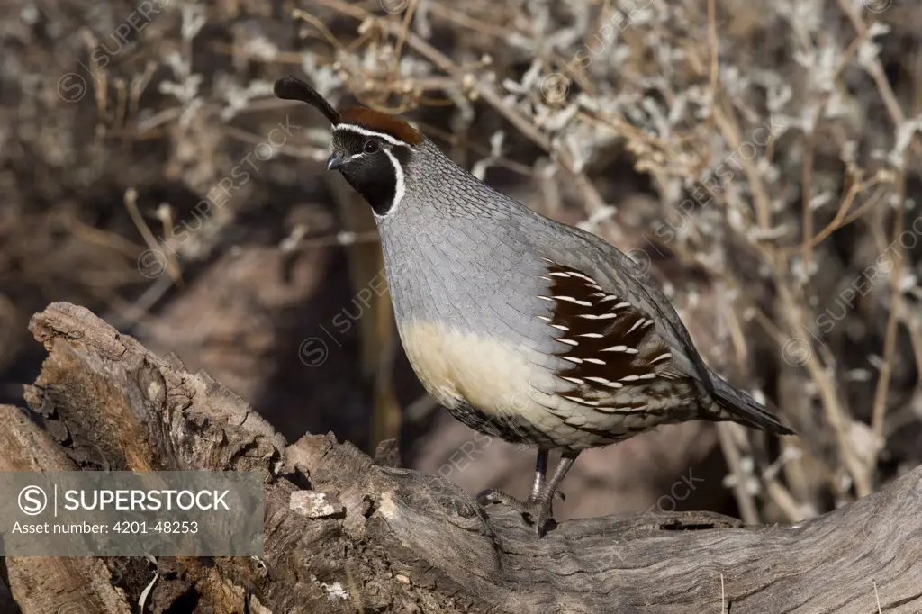 Gambel's Quail (Callipepla gambelii) male, southern Arizona