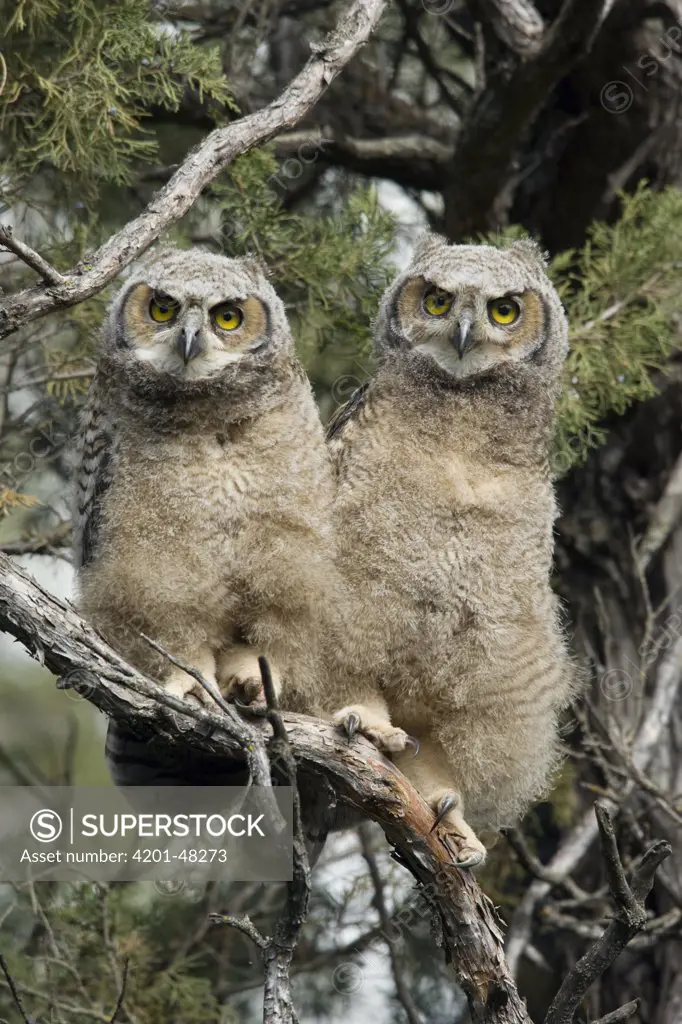 Great Horned Owl (Bubo virginianus) owlet pair, western Montana