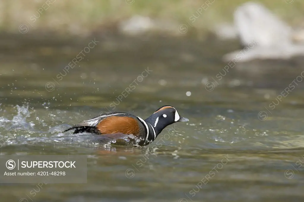 Harlequin Duck (Histrionicus histrionicus) male running on water, western Montana