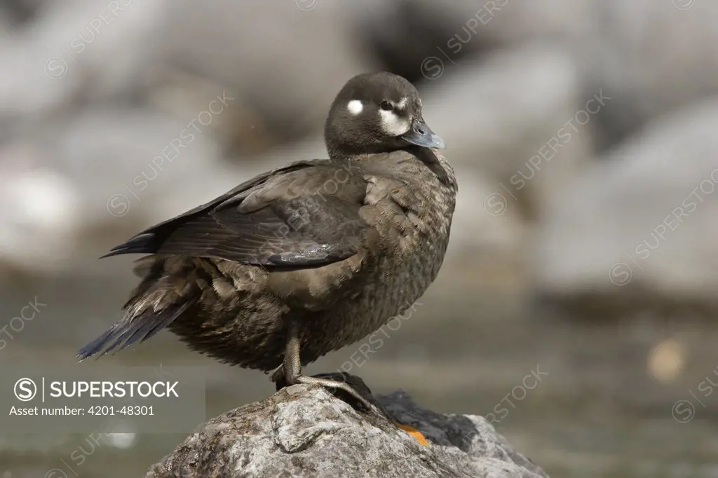 Harlequin Duck (Histrionicus histrionicus) female on rock, western Montana