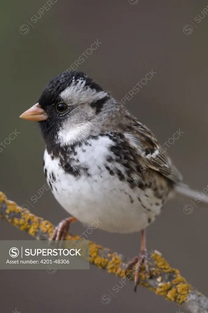 Harris's Sparrow (Zonotrichia querula), northeast Montana