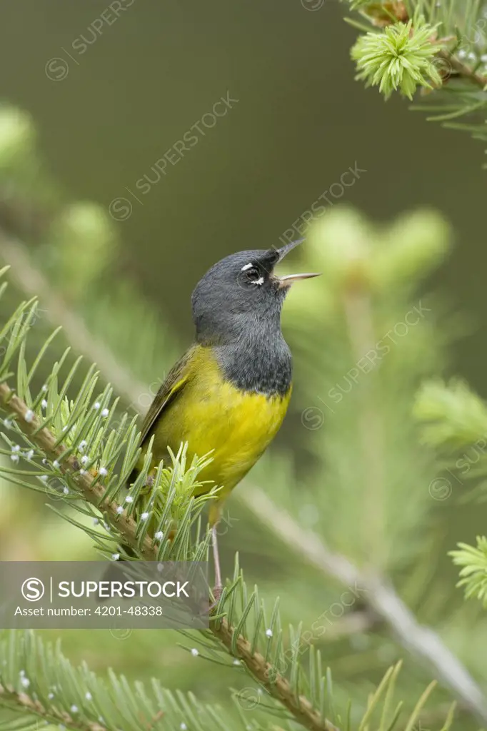 MacGillivray's Warbler (Oporornis tolmiei) male singing, western Montana