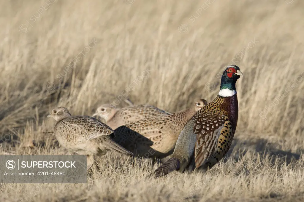 Ring-necked Pheasant (Phasianus colchicus) male and hens feeding, eastern Montana
