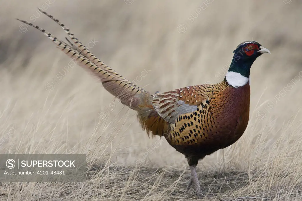 Ring-necked Pheasant (Phasianus colchicus) male, eastern Montana
