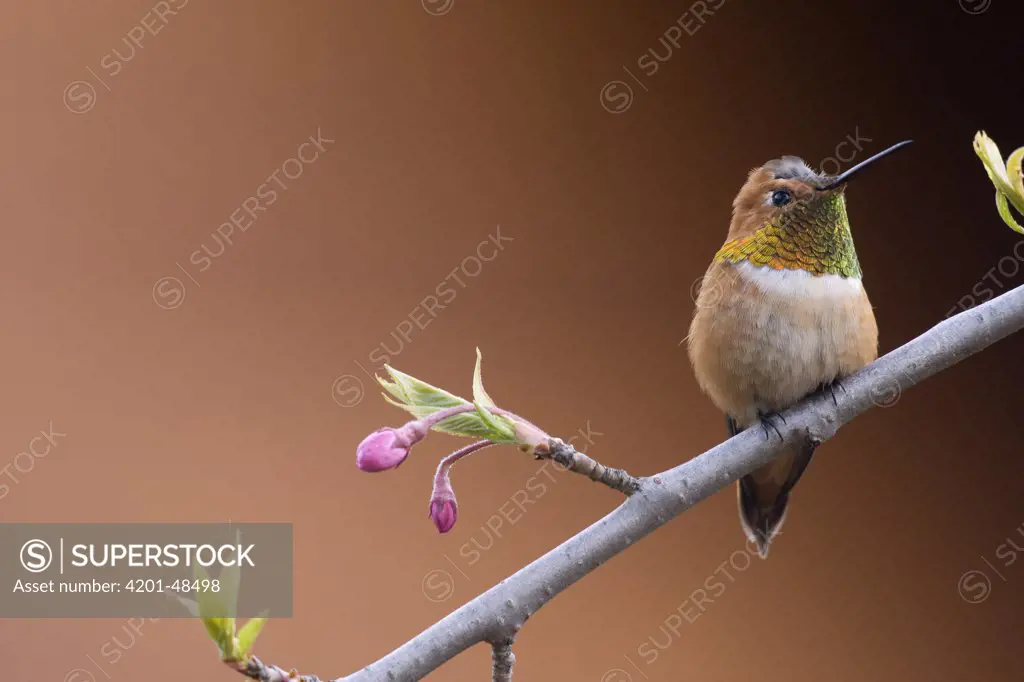 Rufous Hummingbird (Selasphorus rufus) male, western Montana