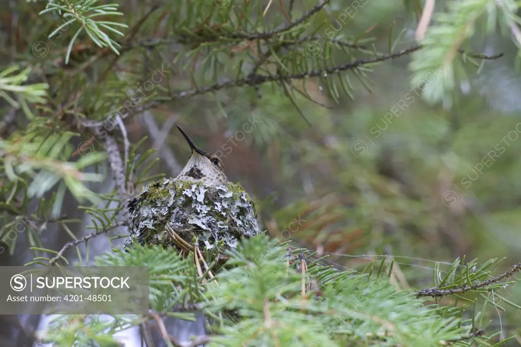 Rufous Hummingbird (Selasphorus rufus) female on nest in Spruce (Picea sp) tree, western Montana