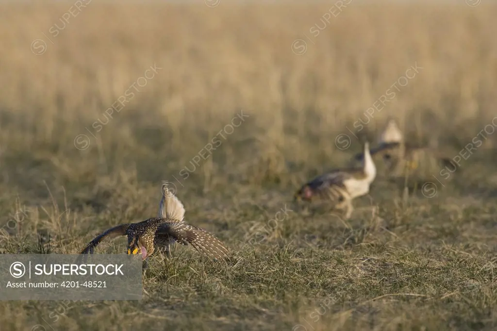 Sharp-tailed Grouse (Tympanuchus phasianellus) males displaying at lek, eastern Montana