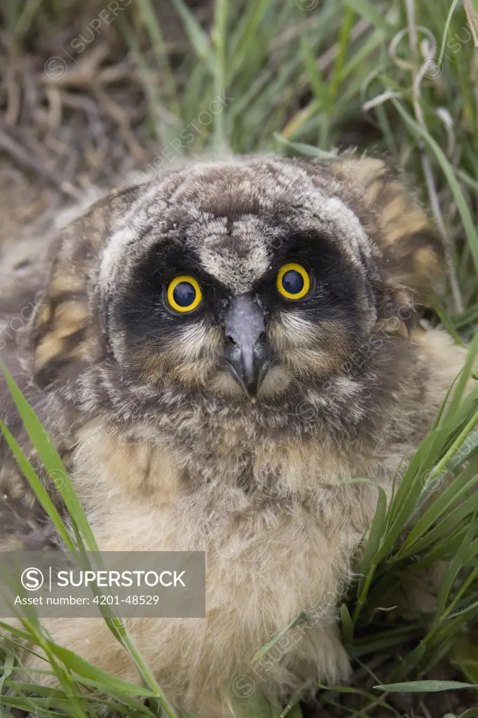 Short-eared Owl (Asio flammeus) chick on ground, western Montana