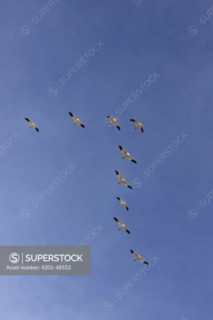 Snow Goose (Chen caerulescens) migrating in spring, central Montana