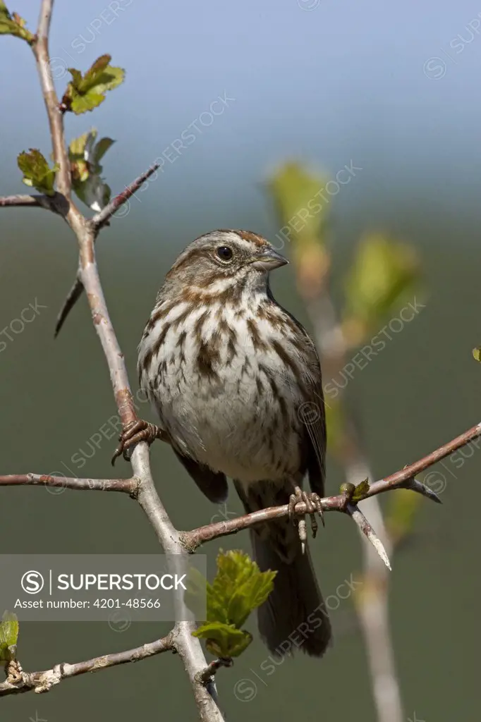 Song Sparrow (Melospiza melodia), western Montana