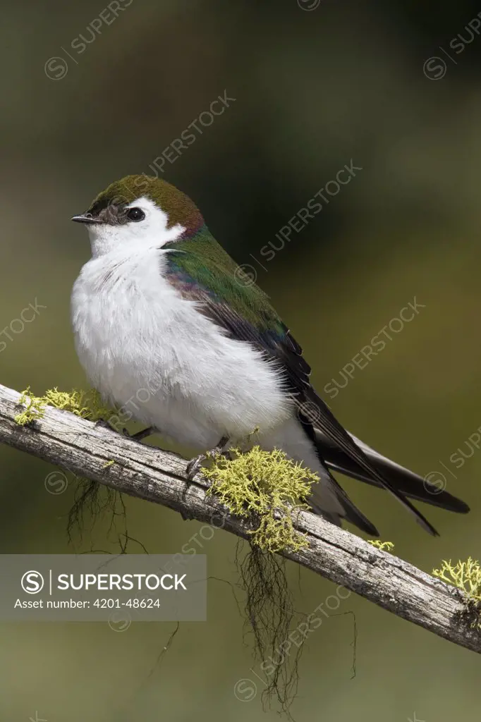 Violet-green Swallow (Tachycineta thalassina) male, western Montana