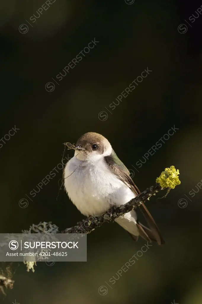 Violet-green Swallow (Tachycineta thalassina) female carrying nesting material, western Montana
