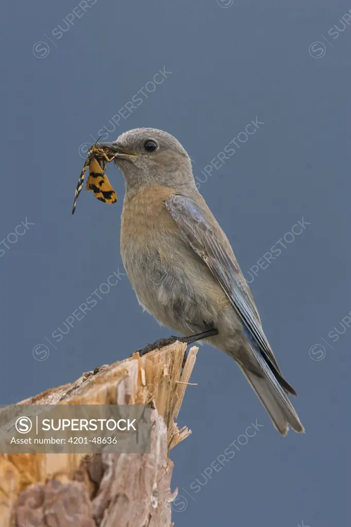 Western Bluebird (Sialia mexicana) female with insect in beak, western Montana