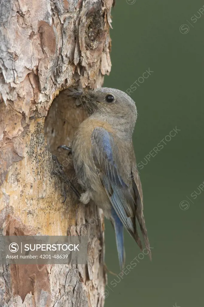 Western Bluebird (Sialia mexicana) female at nest cavity entrance with insect prey, western Montana