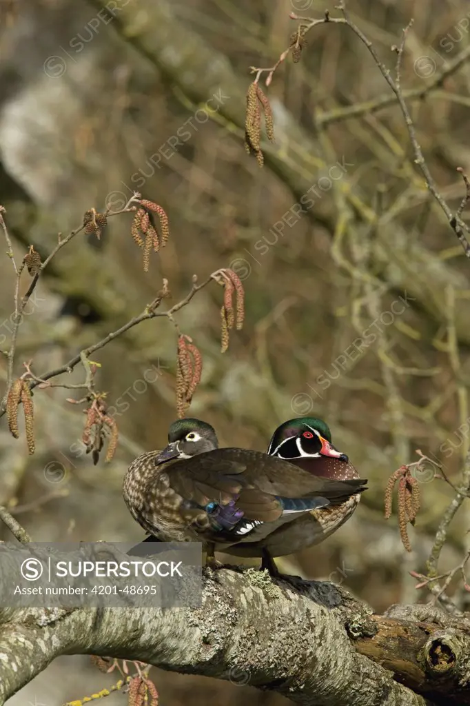 Wood Duck (Aix sponsa) male and female siting in tree, western Montana