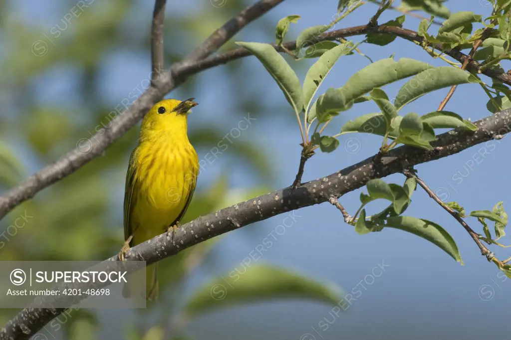 Yellow Warbler (Dendroica petechia) male with insect prey, western Montana