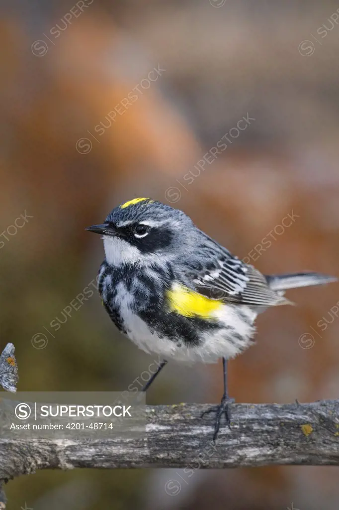 Yellow-rumped Warbler (Dendroica coronata) male in breeding plumage, western Montana