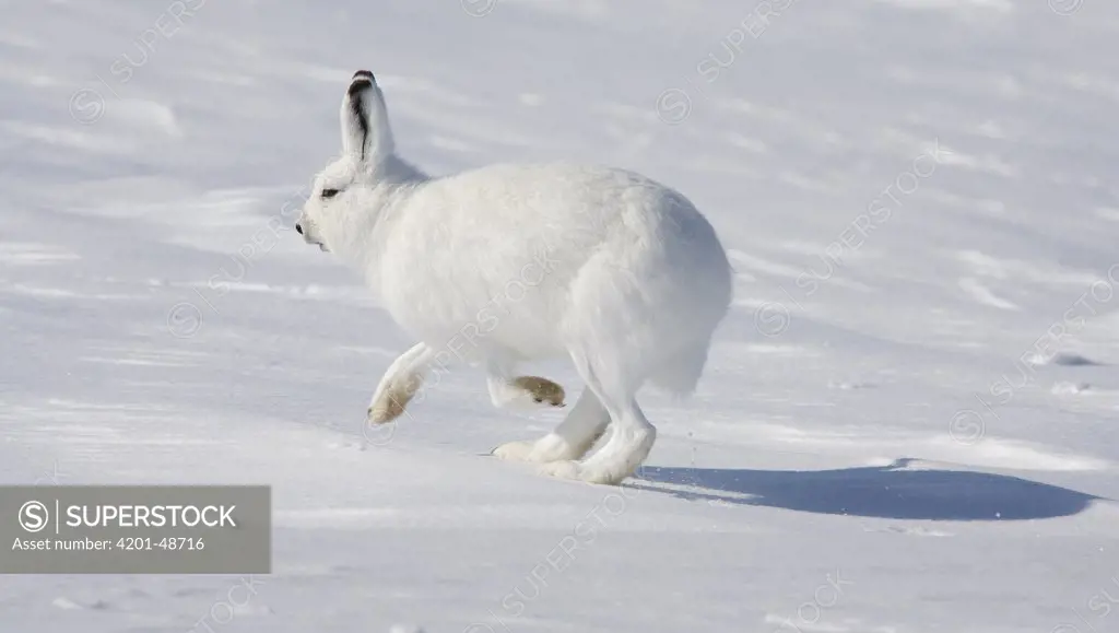 Arctic Hare (Lepus arcticus) hopping, Banks Island, Canada