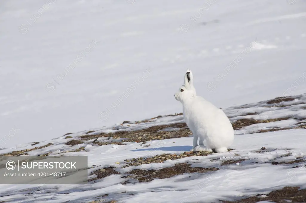 Arctic Hare (Lepus arcticus), Banks Island, Canada