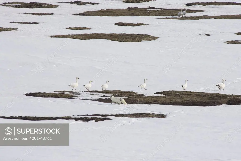 Arctic Fox (Alopex lagopus) chasing Snow Goose (Chen caerulescens) flock, Banks Island, Canada
