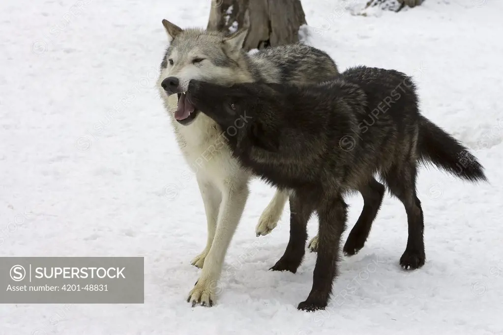 Timber Wolf (Canis lupus), lower ranking wolf exhibiting submissive behavior, Montana