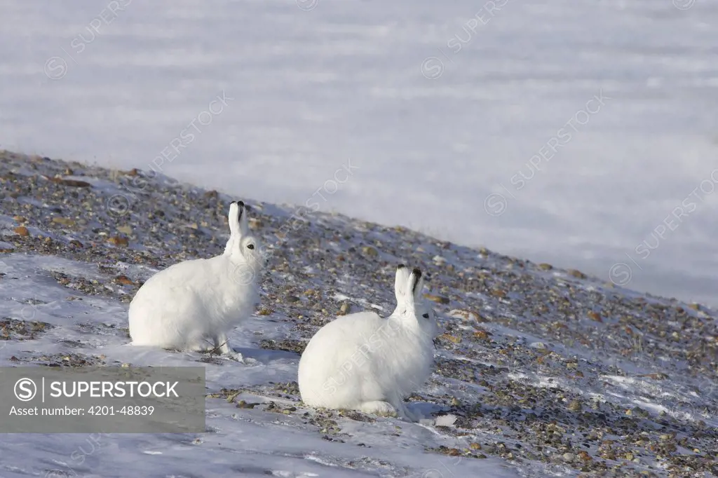 Arctic Hare (Lepus arcticus) pair, Banks Island, Canada