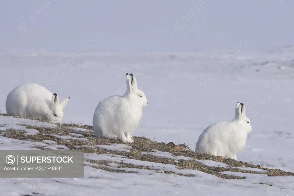 Arctic Hare (Lepus arcticus) group, Banks Island, Canada